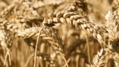 640-420-rekorden-iznos-na-pshenica-ot-bylgariia