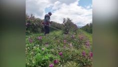 rozoproizvoditeli-unishtozhiha-stotitsi-828