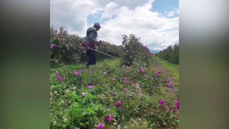 rozoproizvoditeli-unishtozhiha-stotitsi-828