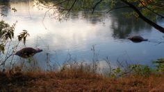 signal-2020-07-27-200525.m