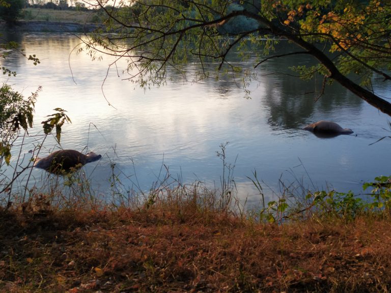 signal-2020-07-27-200525.m